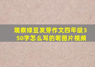 观察绿豆发芽作文四年级350字怎么写的呢图片视频