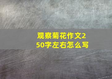 观察菊花作文250字左右怎么写