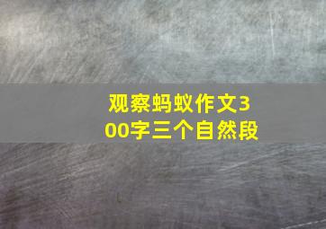 观察蚂蚁作文300字三个自然段