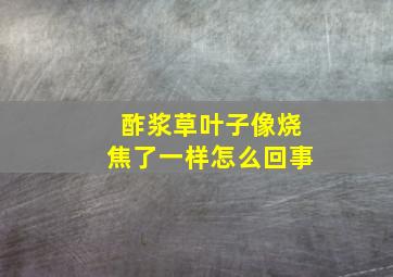 酢浆草叶子像烧焦了一样怎么回事