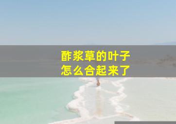 酢浆草的叶子怎么合起来了