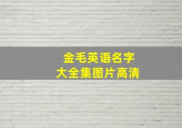 金毛英语名字大全集图片高清