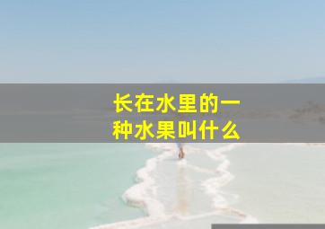 长在水里的一种水果叫什么