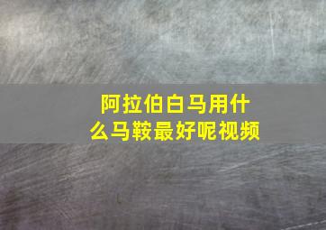 阿拉伯白马用什么马鞍最好呢视频