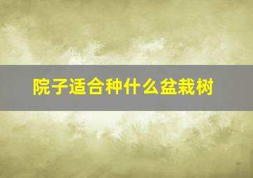 院子适合种什么盆栽树