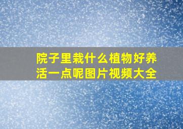 院子里栽什么植物好养活一点呢图片视频大全