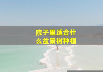 院子里适合什么盆景树种植