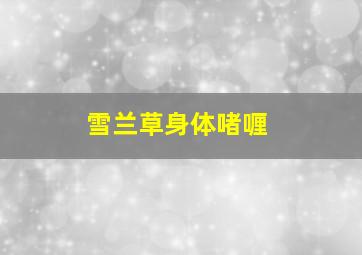 雪兰草身体啫喱