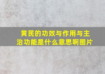 黄芪的功效与作用与主治功能是什么意思啊图片