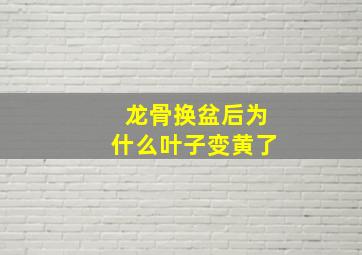 龙骨换盆后为什么叶子变黄了