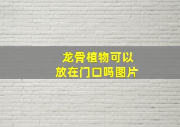 龙骨植物可以放在门口吗图片