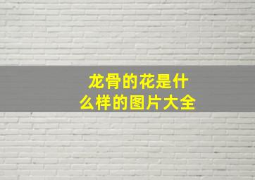 龙骨的花是什么样的图片大全