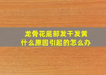 龙骨花底部发干发黄什么原因引起的怎么办