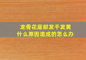 龙骨花底部发干发黄什么原因造成的怎么办