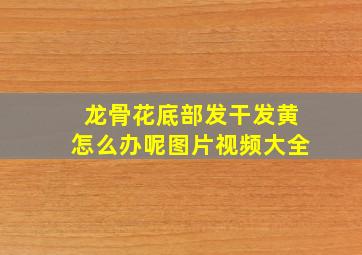 龙骨花底部发干发黄怎么办呢图片视频大全