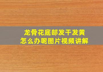 龙骨花底部发干发黄怎么办呢图片视频讲解