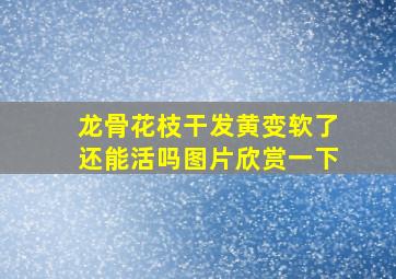 龙骨花枝干发黄变软了还能活吗图片欣赏一下