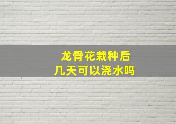 龙骨花栽种后几天可以浇水吗