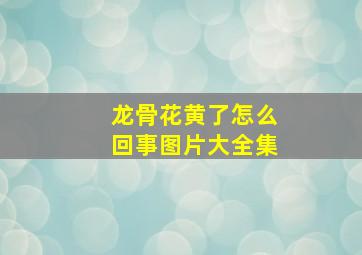 龙骨花黄了怎么回事图片大全集