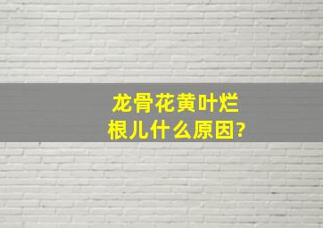 龙骨花黄叶烂根儿什么原因?