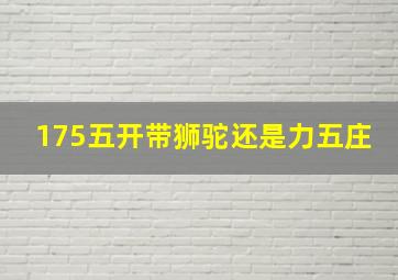 175五开带狮驼还是力五庄