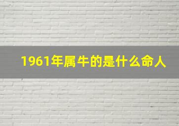 1961年属牛的是什么命人