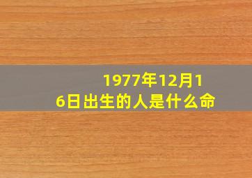 1977年12月16日出生的人是什么命