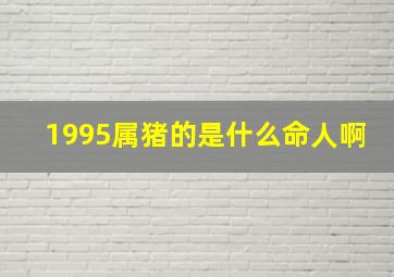 1995属猪的是什么命人啊