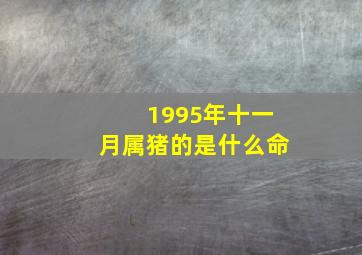 1995年十一月属猪的是什么命