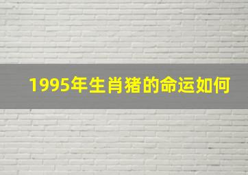 1995年生肖猪的命运如何