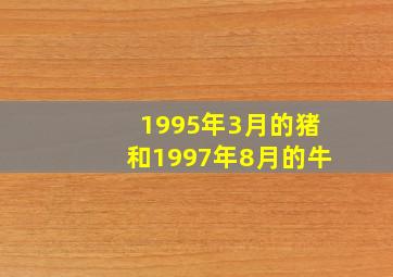 1995年3月的猪和1997年8月的牛