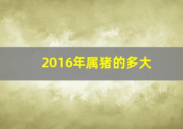 2016年属猪的多大