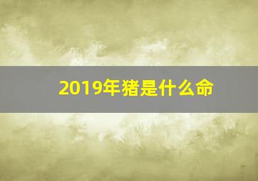 2019年猪是什么命