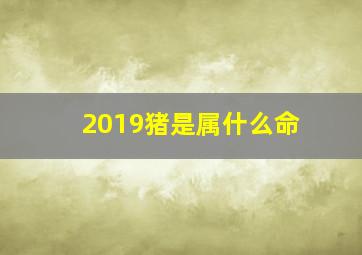 2019猪是属什么命