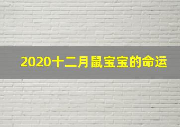 2020十二月鼠宝宝的命运