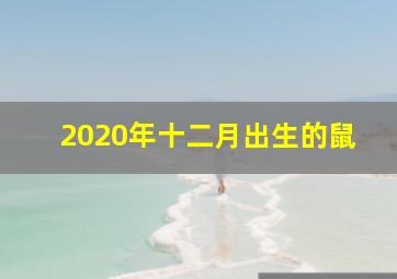 2020年十二月出生的鼠