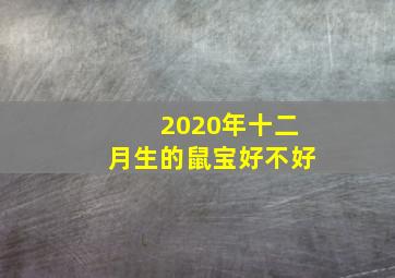 2020年十二月生的鼠宝好不好