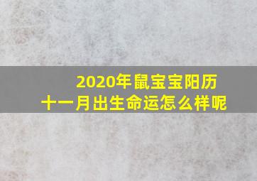 2020年鼠宝宝阳历十一月出生命运怎么样呢