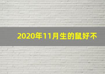 2020年11月生的鼠好不