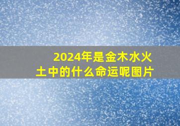 2024年是金木水火土中的什么命运呢图片