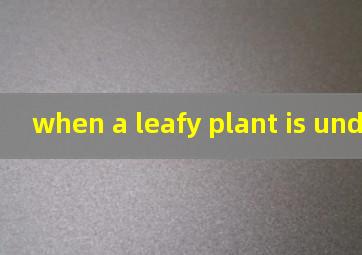 when a leafy plant is under翻译